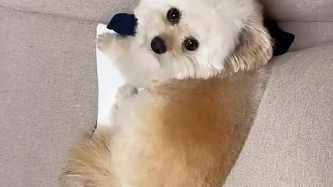 The world allows dogs to rush, and I am still a haven