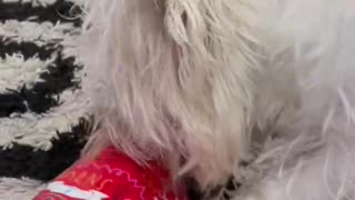 Westie Opens Christmas Present Dog