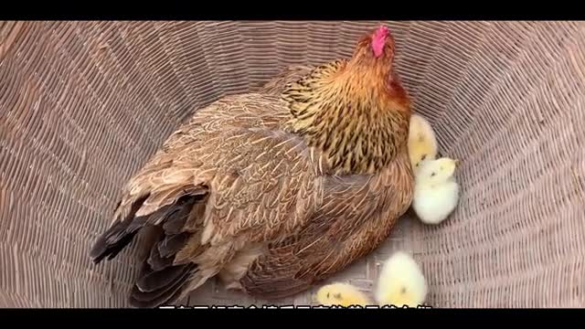 hen hatching baby chicken