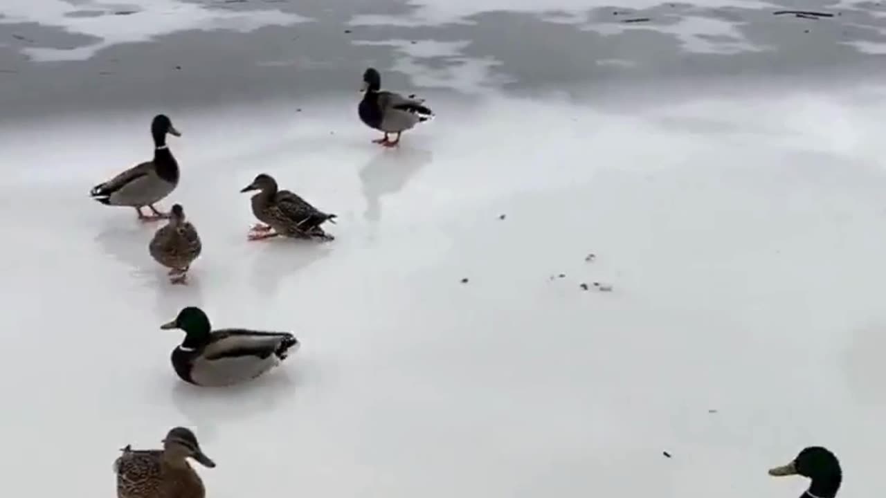 Mallards Landing on Frozen Lake Surface