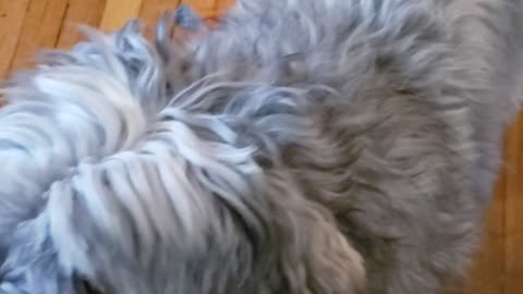 Dusty before his haircut