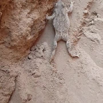 Amazing climbing skills of frog. You will be amazed