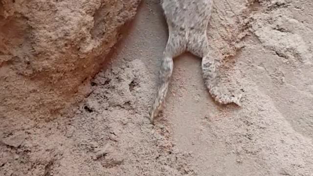 Amazing climbing skills of frog. You will be amazed