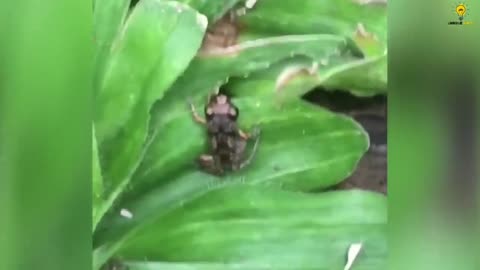 Saving A Tiny Frog 🐸