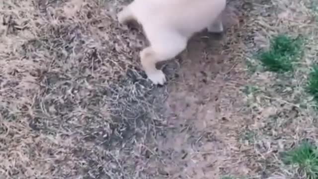 Cute Dogs Video