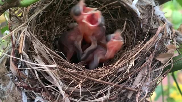 Mother bird put her nest on my terrace