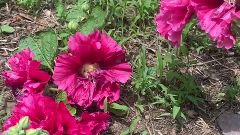 The taste of summer, the beautiful dance of flowers and plants