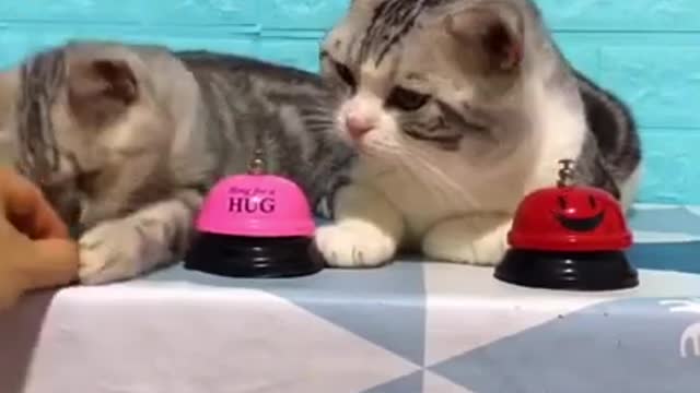 Lovely funny cat videos 2021