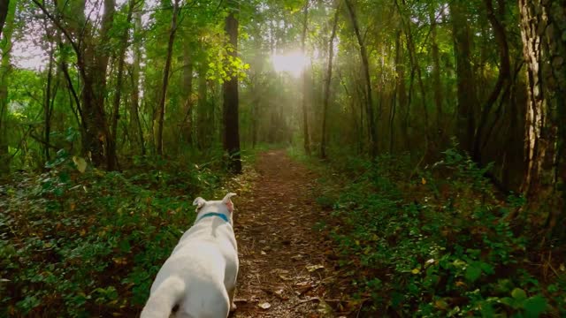 Learn all about puppy training!