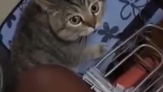 Cute cat talking and human has to agree with it.