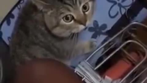 Cute cat talking and human has to agree with it.