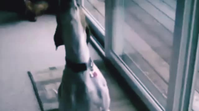funny kitty1