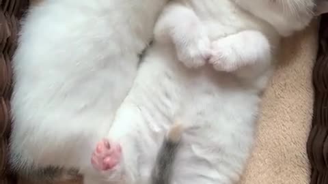 Kittens sleeping