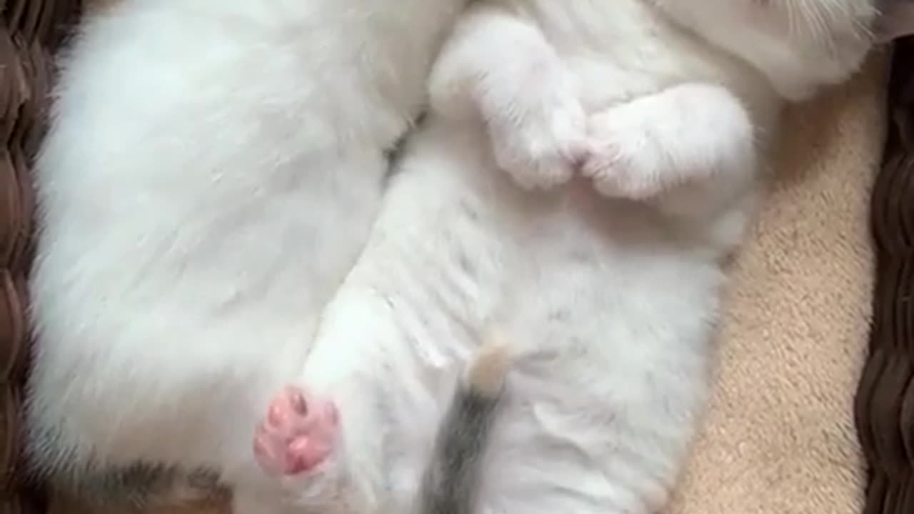 Kittens sleeping