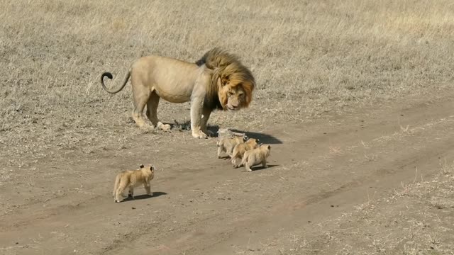 Lion dad tries to dicth his kids