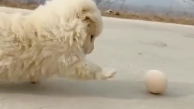 Funny Dog 🐶 Play with egg