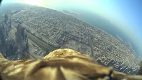 Dubai_World_Record_Eagle_Flight