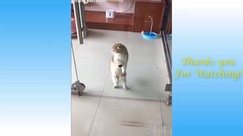 os melhores gatos fofinhos engraçados