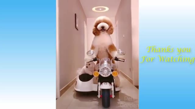 Funny And Cute Cat'S Life (Part 11) Cats And Owners Are The Best Friends Videos