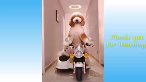 Funny And Cute Cat'S Life (Part 11) Cats And Owners Are The Best Friends Videos
