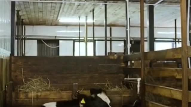 beautiful cow