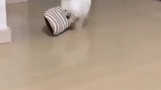 Cute puppy funny moment