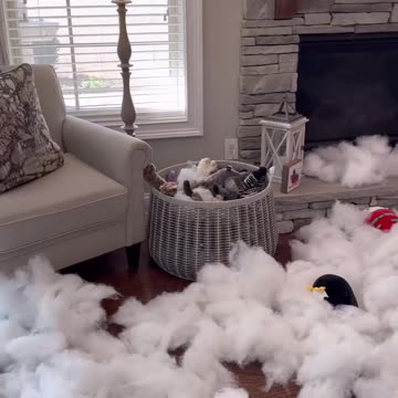 My dog MADE a white Christmas 2024