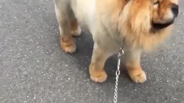 A dog's hair is like a lion