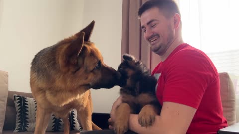 German Shepherd Meets German Shepherd Puppy for the First Time!