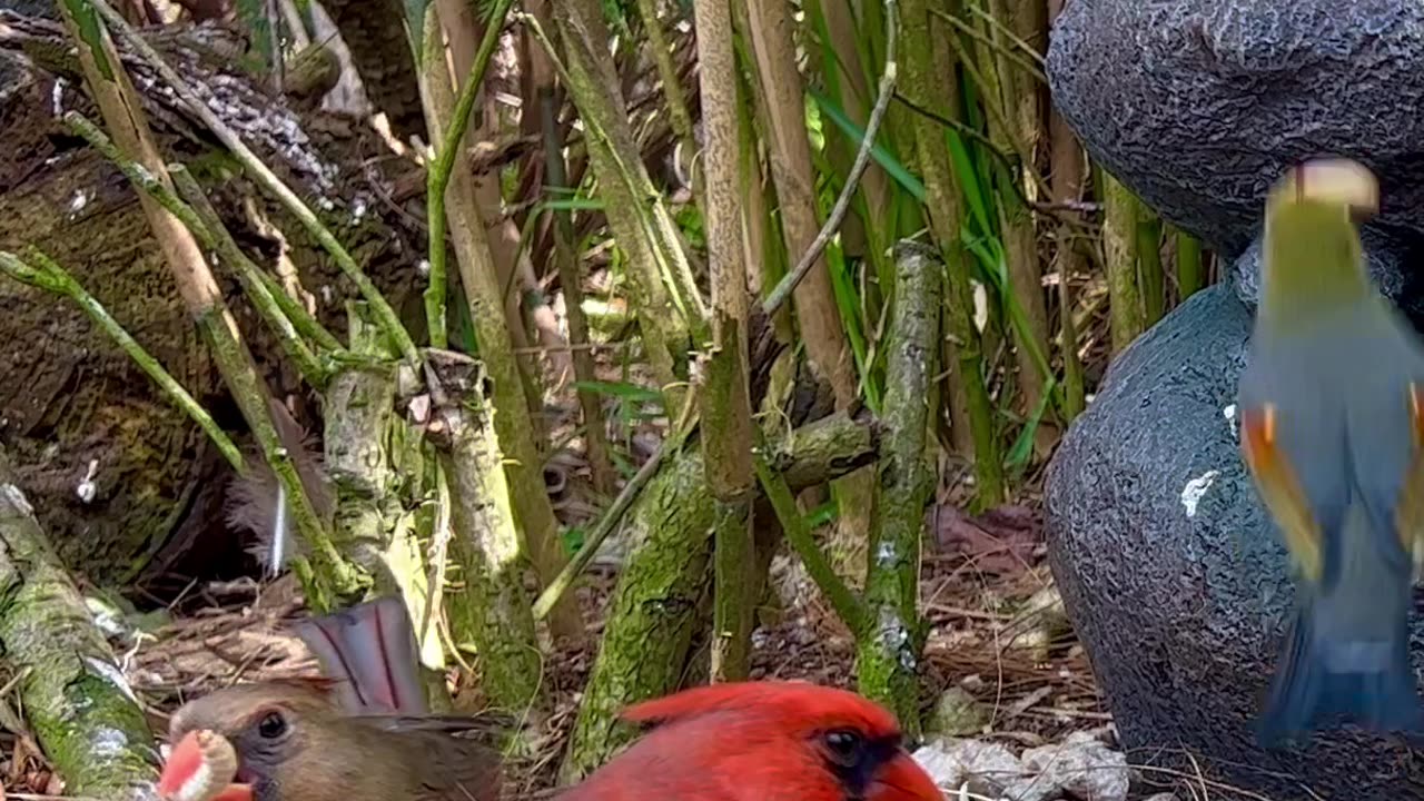 🤩🤩beautiful aviary birds - softbills flock