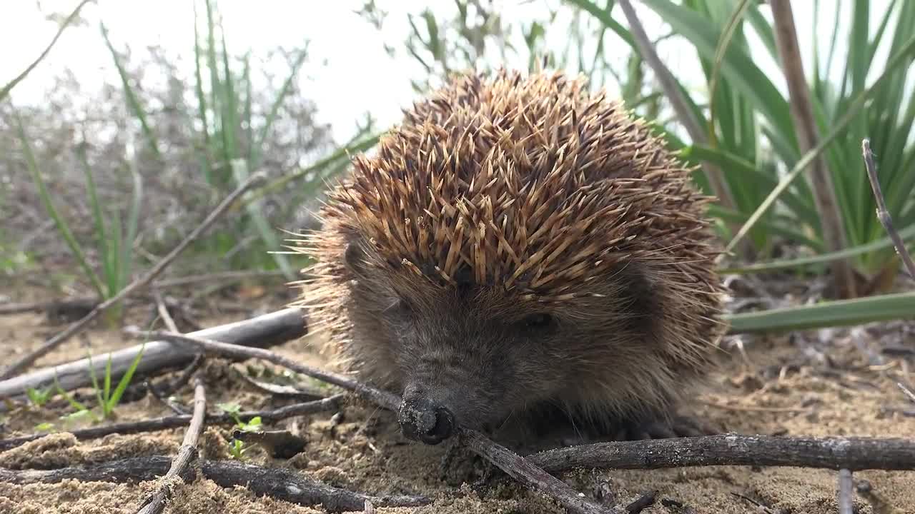 A hedgehog sniffing in the ground