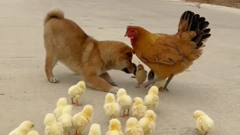 And the chicks walked with the dog