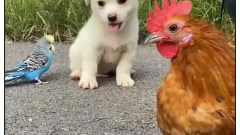 puppy Dog, parrots and Hen gaming funny video