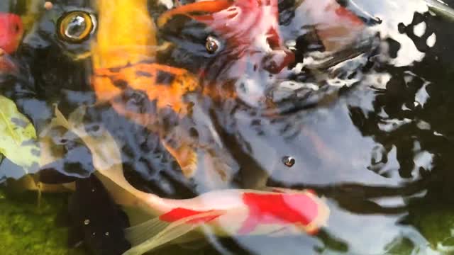 Feed the most beautiful and beautiful fish