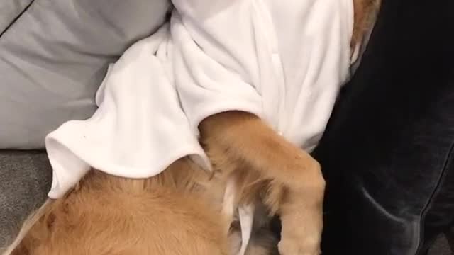 Music golden retriever in jacket laying on couch with sunglasses