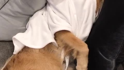 Music golden retriever in jacket laying on couch with sunglasses