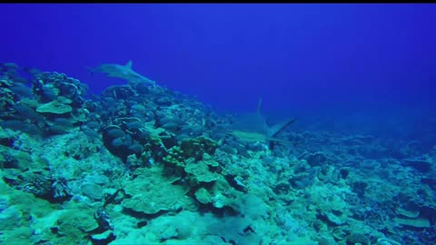 beautiful school of fish！