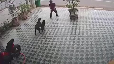 Funny dog fighters