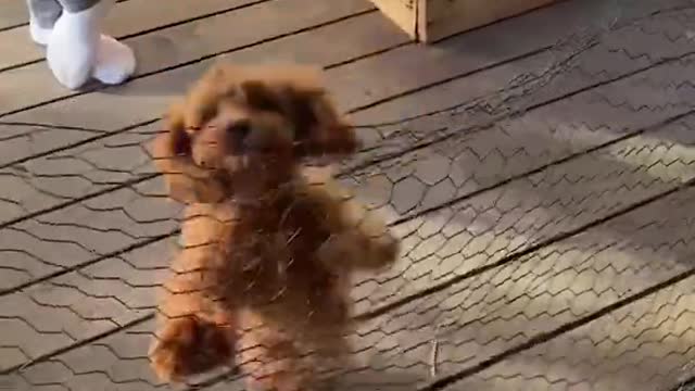 Baby Dogs 🔴 Cute and Funny Dog Videos Compilation #6 | 30 Minutes of Funny Puppy Videos 2022