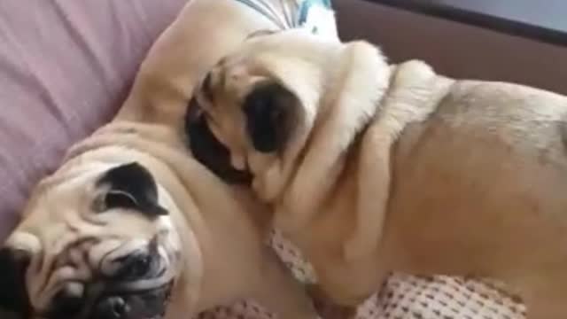 funny naughty pugs