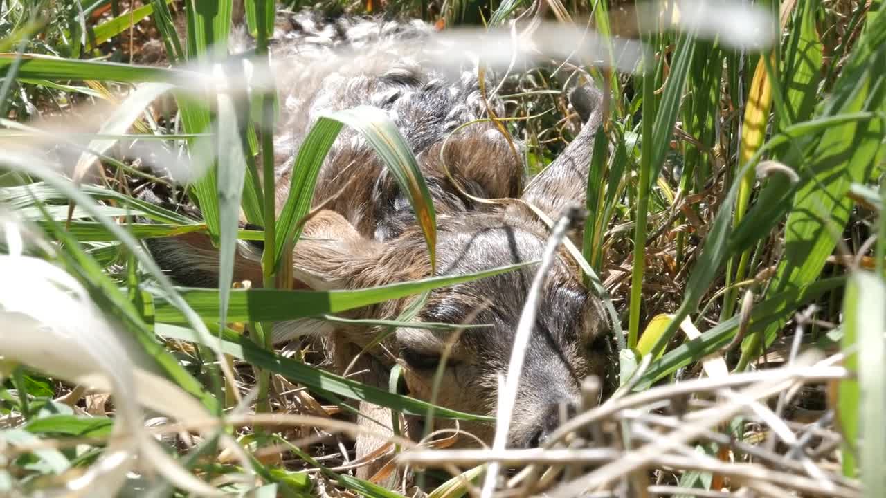 A Newborn Baby Deer Hiding In The Tall Grass Of The Meadow