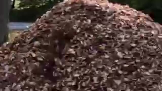 funny animals wiiiiii