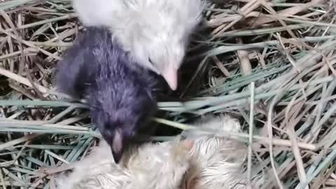 The long tail of chicken