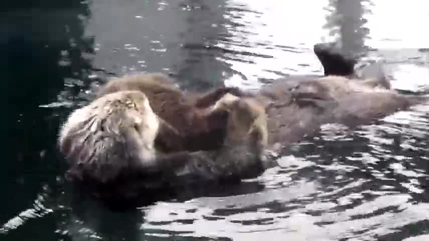 Mother Otter & Baby.