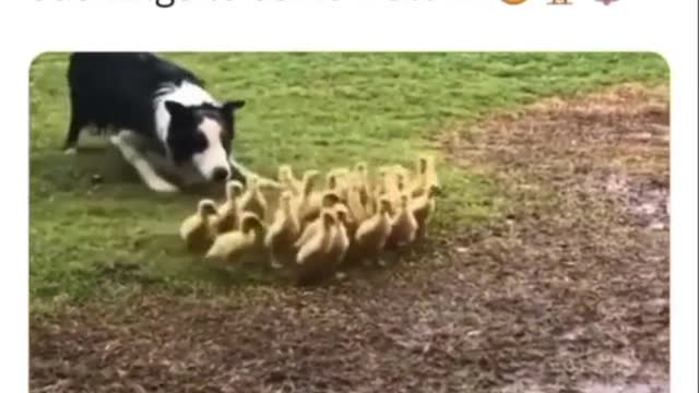 A Border Collie gently guiding