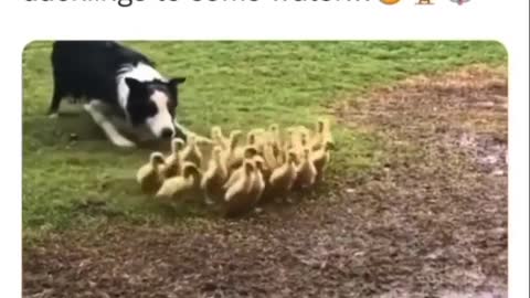 A Border Collie gently guiding
