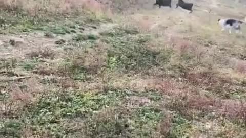 Goat chase Border collie.