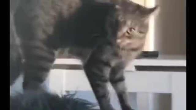 OMG So Cute Cats ,Cute & Funny Cats Doing Funny Things_OMG Cute & Funny Cats