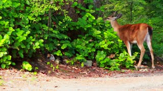 Wild deer eating its food from tree leaves in the forest