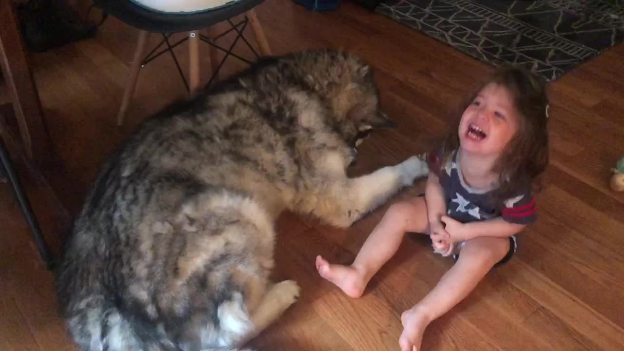 Patient Alaskan Malamute And Little Girl Share A Howl Together